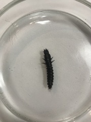 Carabina