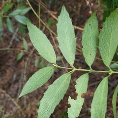 Atherosperma moschatum