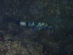 Parupeneus insularis