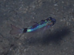 Nectamia fusca