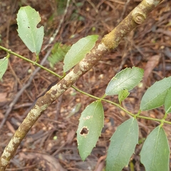 Atherosperma moschatum