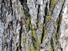Xanthomendoza