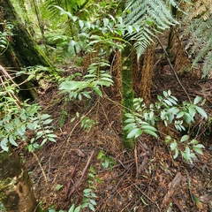 Atherosperma moschatum