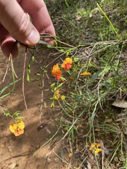Chorizema diversifolium