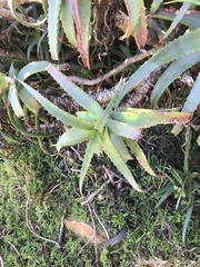 Aloe arborescens