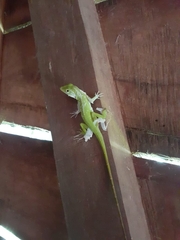 Anolis biporcatus