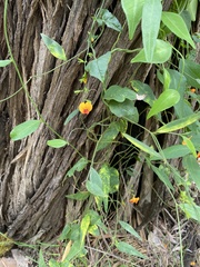 Chorizema diversifolium