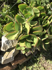 Cotyledon