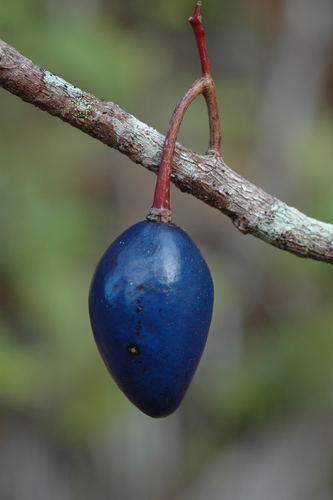 Elaeocarpus ovigerus
