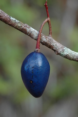 Elaeocarpus ovigerus