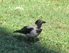 Corvus cornix