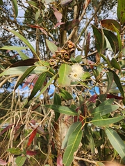 Eucalyptus leucoxylon