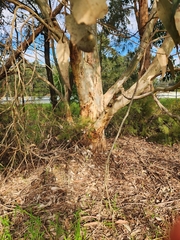 Eucalyptus leucoxylon