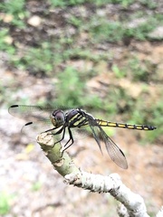 Potamarcha congener