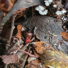 Trombidioidea