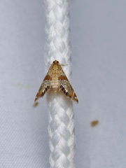 Petrophila jaliscalis