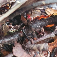 Trombidioidea