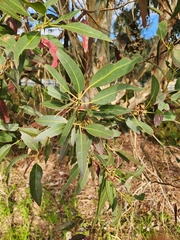 Eucalyptus leucoxylon