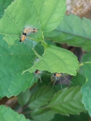 Spilarctia subcarnea