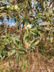 Eucalyptus leucoxylon