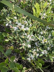 Leucopogon parviflorus