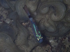 Nectamia fusca