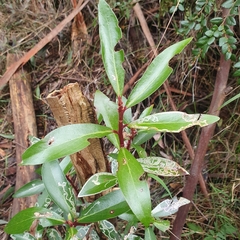 Tasmannia lanceolata