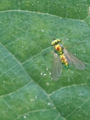 Chrysosoma