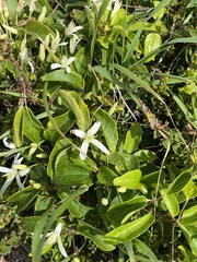 Clematis pubescens