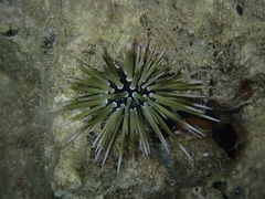 Echinometra mathaei