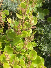 Muehlenbeckia adpressa