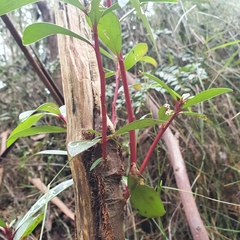 Tasmannia lanceolata