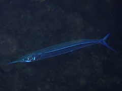 Hyporhamphus dussumieri