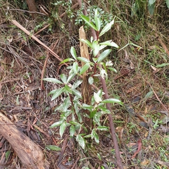 Tasmannia lanceolata