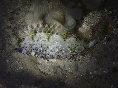 Siganus spinus