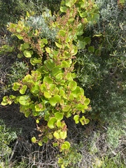 Muehlenbeckia adpressa