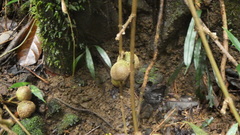 Ficus mauritiana image