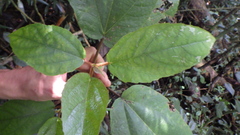 Ficus mauritiana image