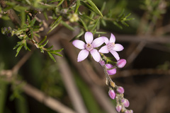 Philotheca spicata