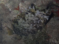 Siganus spinus