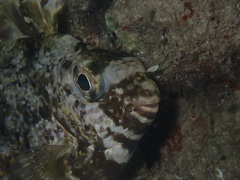 Siganus spinus