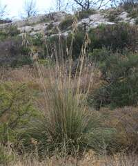 Ampelodesmos mauritanicus