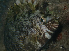 Siganus spinus
