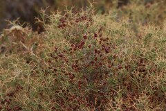Sarcopoterium spinosum