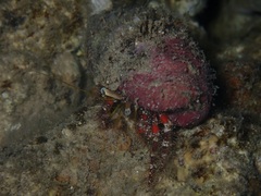 Dardanus sanguinolentus