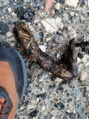 Canis lupus italicus