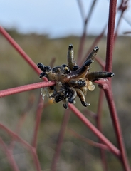 Perga affinis