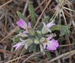 Ajuga iva