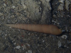 Terebra