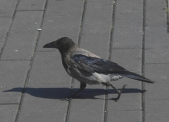Corvus cornix